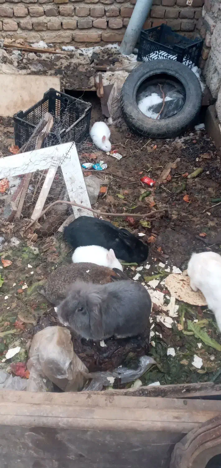 خرگوش|موش و خرگوش|ارومیه, |دیوار