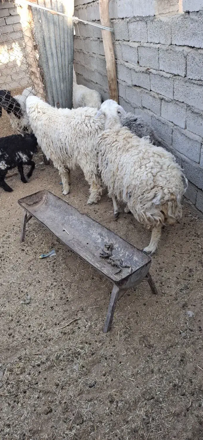 گوسفند ابستن|حیوانات مزرعه|میرجاوه, |دیوار