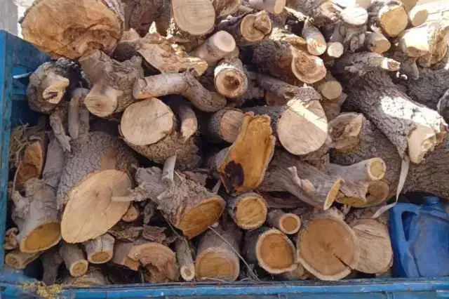 خرید درخت|خدمات باغبانی و درختکاری|موچش, |دیوار