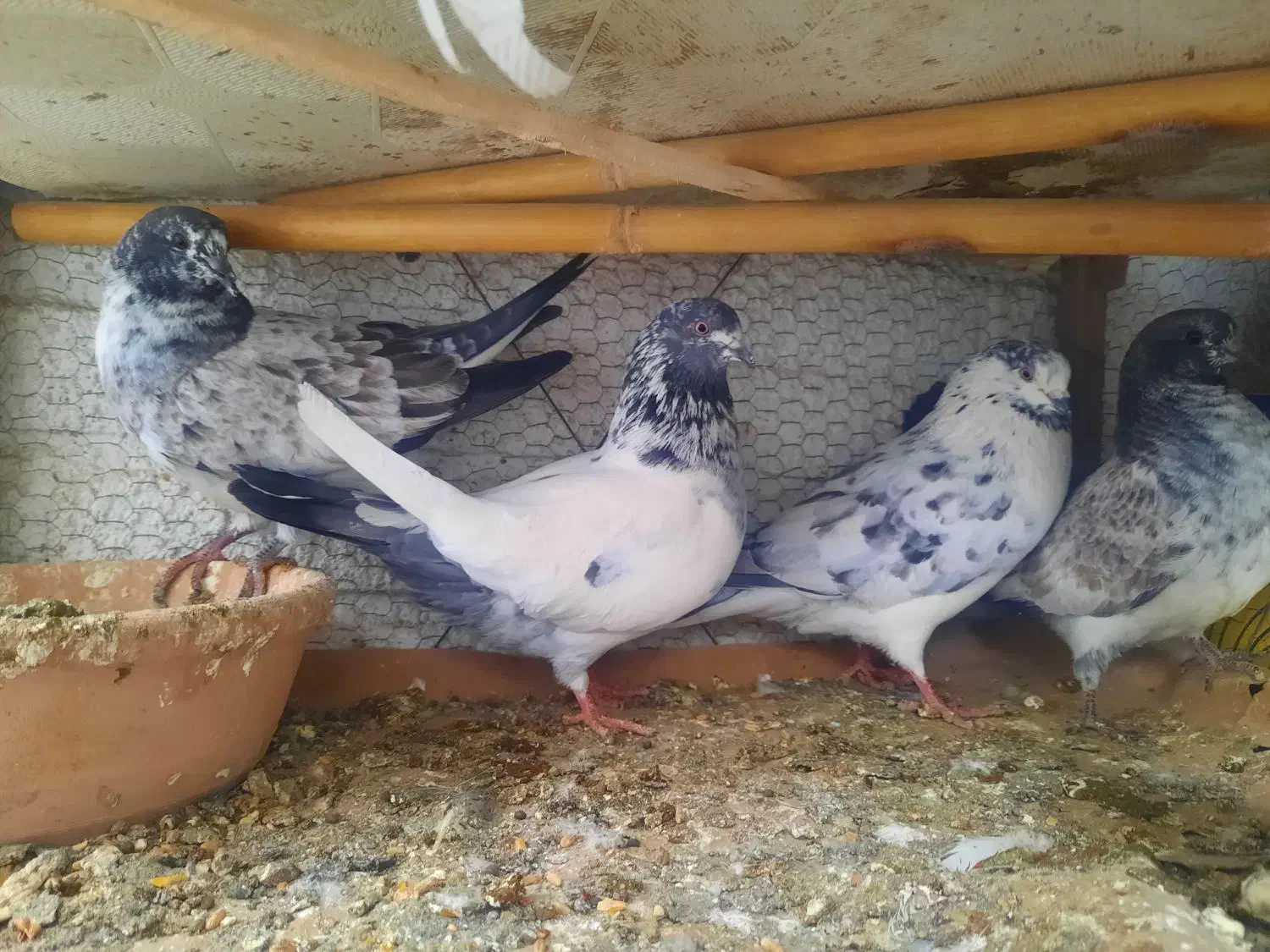 کفتر پرشی نرماده جور|پرنده|قم, حاج زینل|دیوار