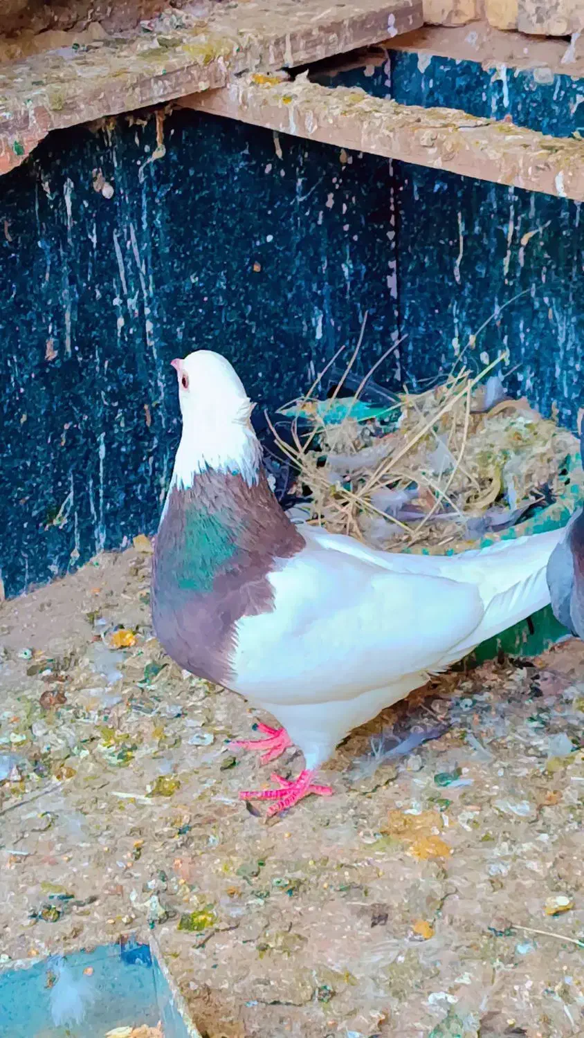 طوقی|پرنده|خرمشهر, |دیوار