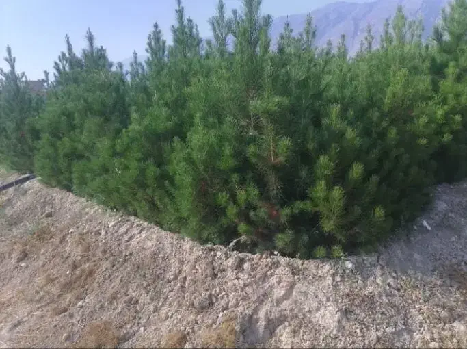 نارنج درجه یک|گل و گیاه طبیعی|شیراز, صنایع الکترونیک|دیوار