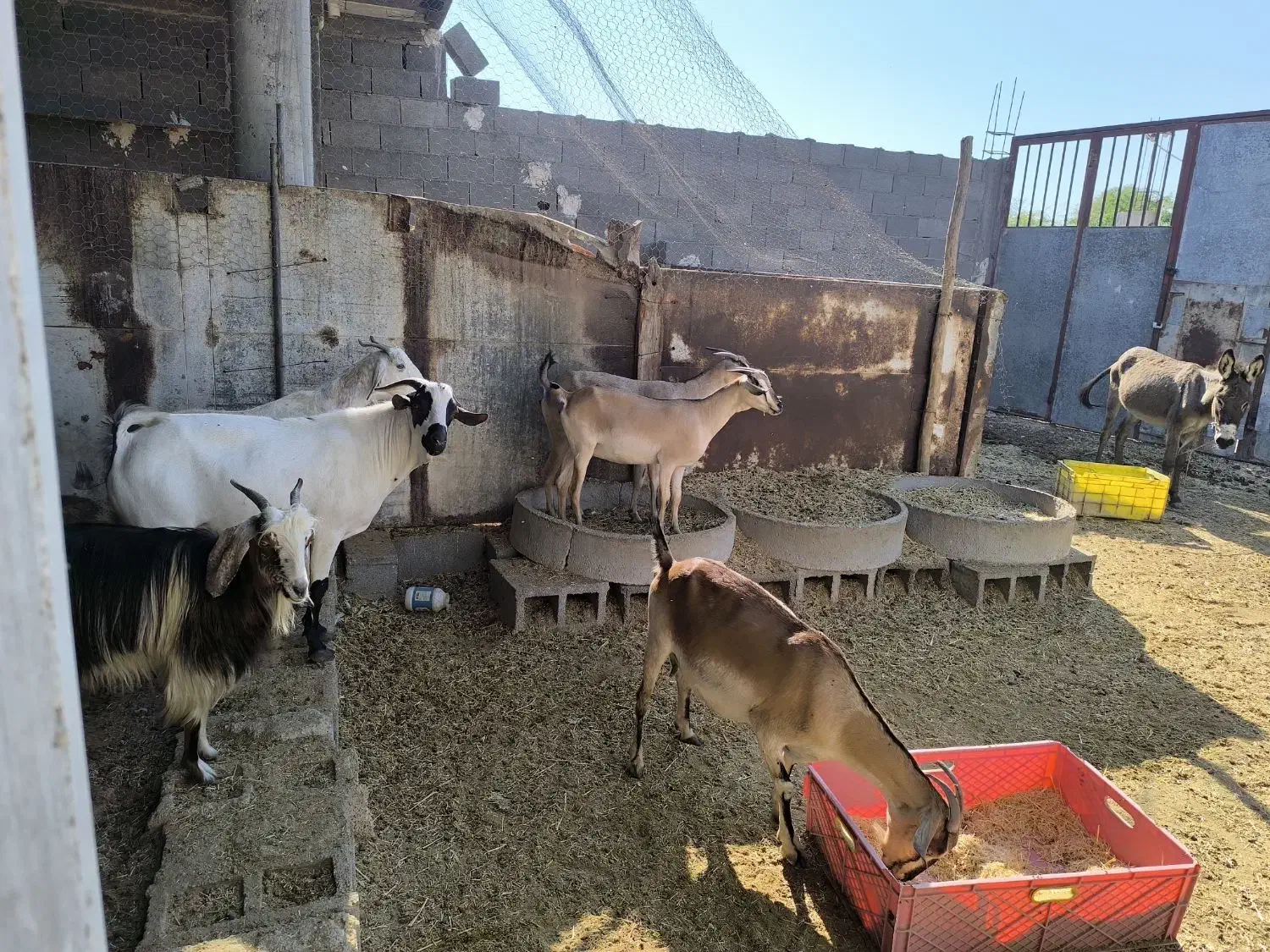 بز پازن میش|حیوانات مزرعه|پارسیان, |دیوار