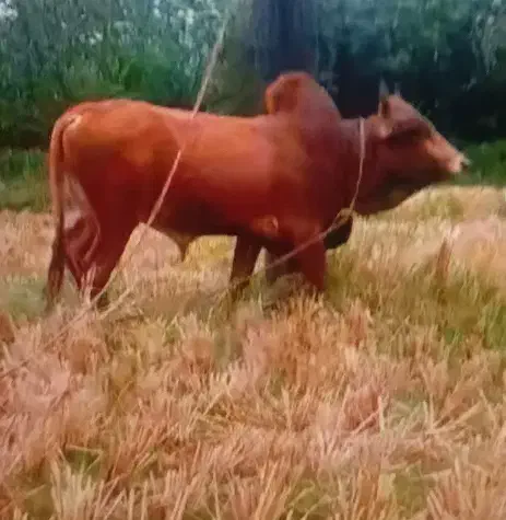 ورزا کوله|حیوانات مزرعه|سنگر, |دیوار