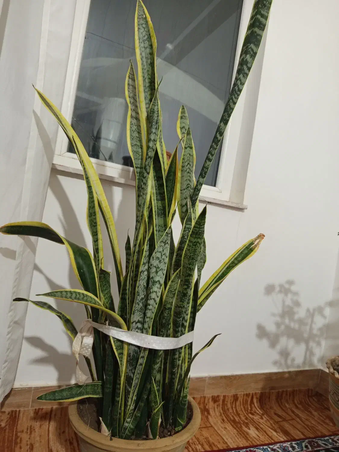 گل شاداب|گل و گیاه طبیعی|میاندوآب, |دیوار