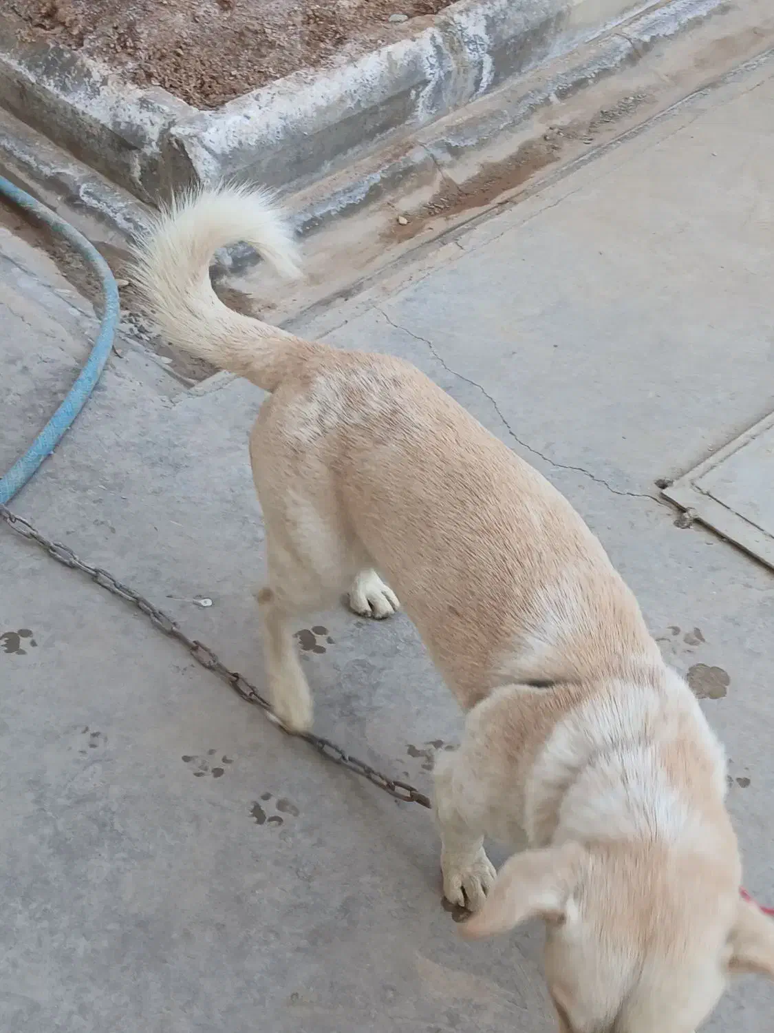 سگ پاکوتاه باهوش و بازی گوش|سگ|قرچک, شهرک صنعتی قرچک|دیوار