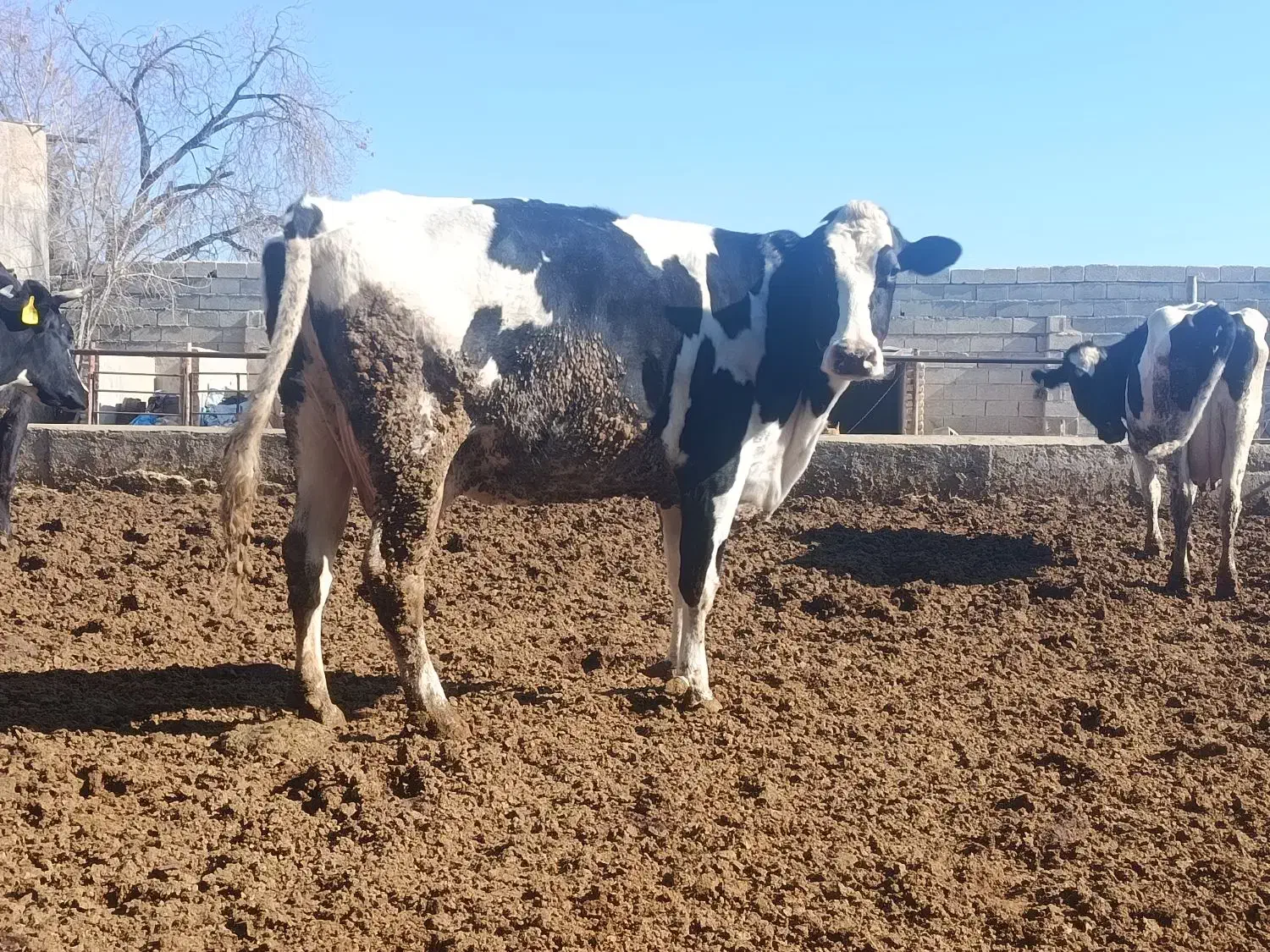 گاو شیری و آبستن|حیوانات مزرعه|مرودشت, شهرک بسیجیان|دیوار