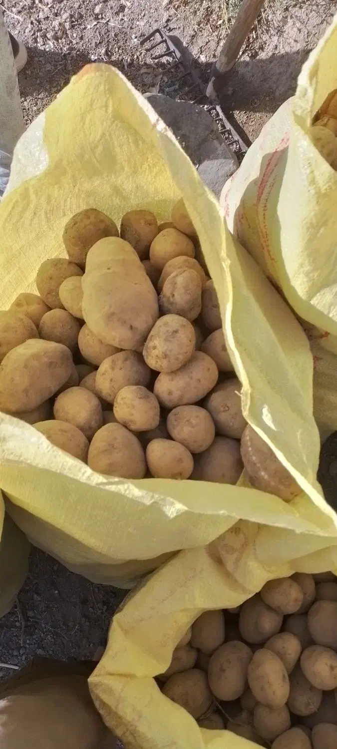 سیب زمینی|خوردنی و آشامیدنی|فریمان, |دیوار