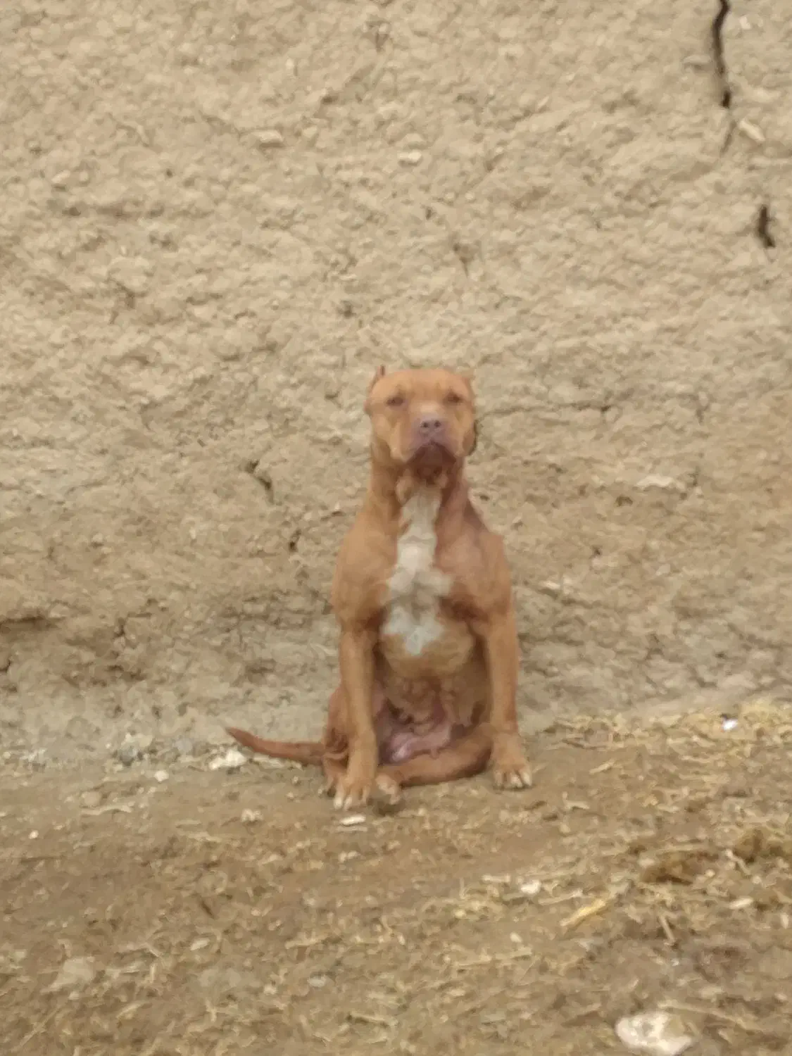 پیتبول نر و ماده شجره دار|سگ|مشهد, شهید رضوی|دیوار