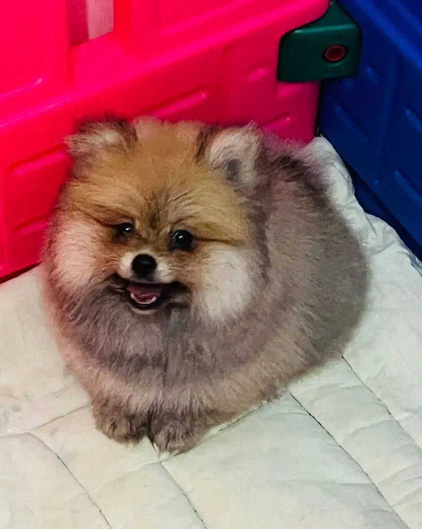 پامر|سگ|رشت, چله خانه|دیوار