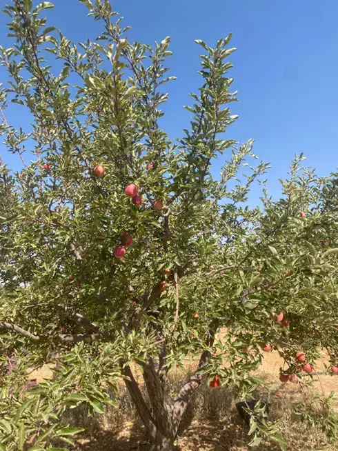 فروش باغ شهری کودیان|فروش دفتر صنعتی، کشاورزی، تجاری|شیراز, کودیان|دیوار