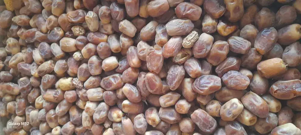 قصب درجه یک عالی|خوردنی و آشامیدنی|وحدتیه, |دیوار