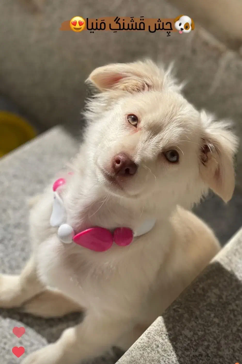 واگذاری سگ|سگ|سرخنکلاته, |دیوار