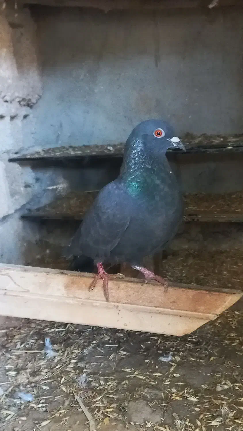 یک کبوتر زاغ ۱۵۰معاوضه هم دارم با هرچی|پرنده|گنبد کاووس, |دیوار