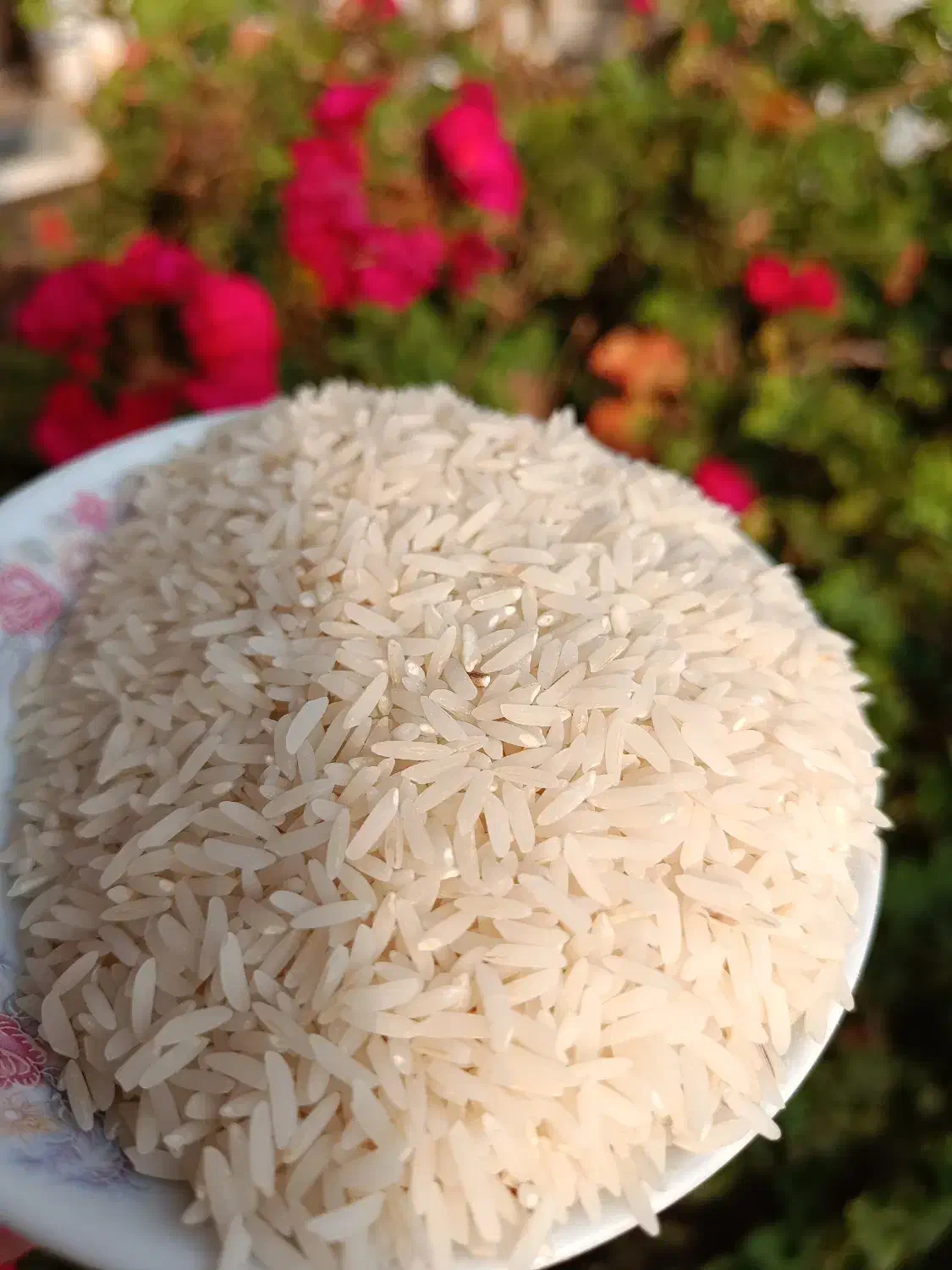 فروش برنج دونوج|خوردنی و آشامیدنی|قائم‌شهر, |دیوار