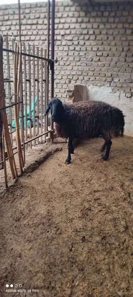 فروش ۸ راس گوسفند نر و ماده همو|حیوانات مزرعه|جلین, |دیوار