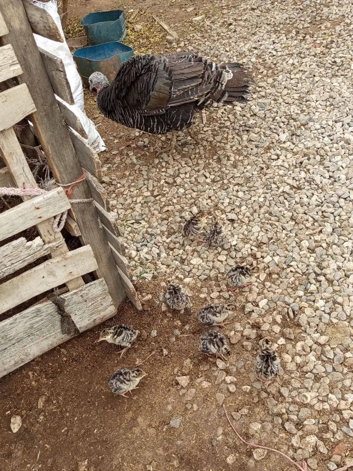 جوجه بوغلمون|حیوانات مزرعه|گنبد کاووس, |دیوار