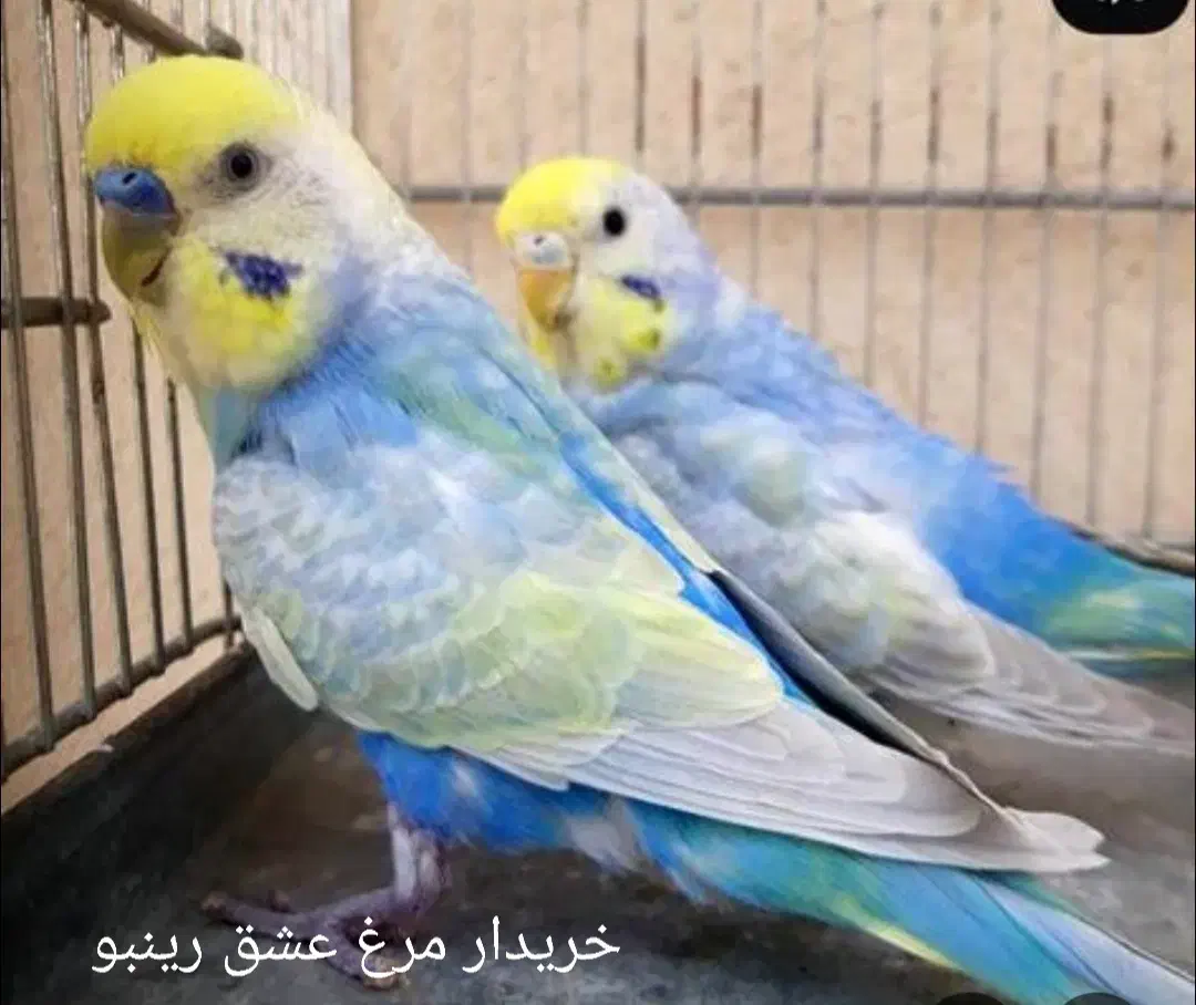 مرغ عشق انگلیسی رینبو|پرنده|مشهد, شهرک امام هادی (شهرک غرب)|دیوار