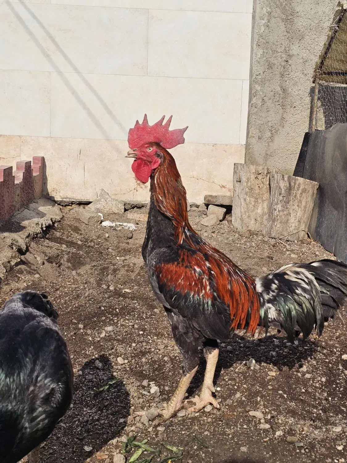 خروس لاری|حیوانات مزرعه|قزوین, |دیوار