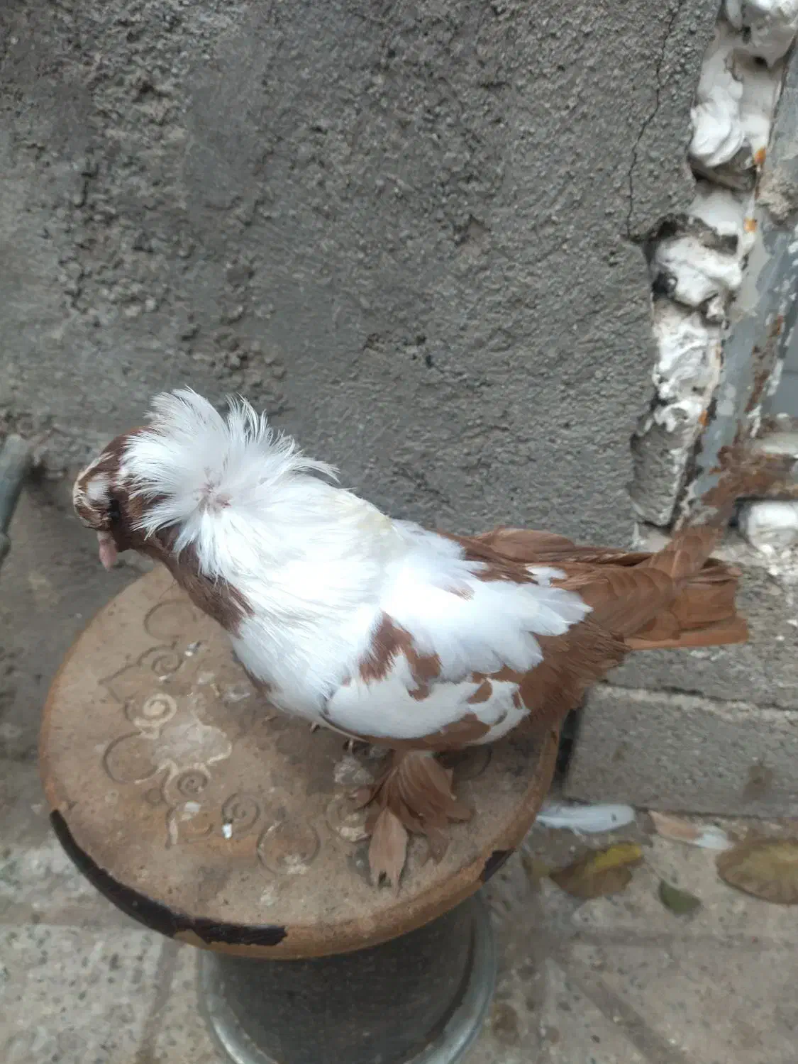 کبوتر ککیلی یاتاق کوگچح|پرنده|اردبیل, |دیوار