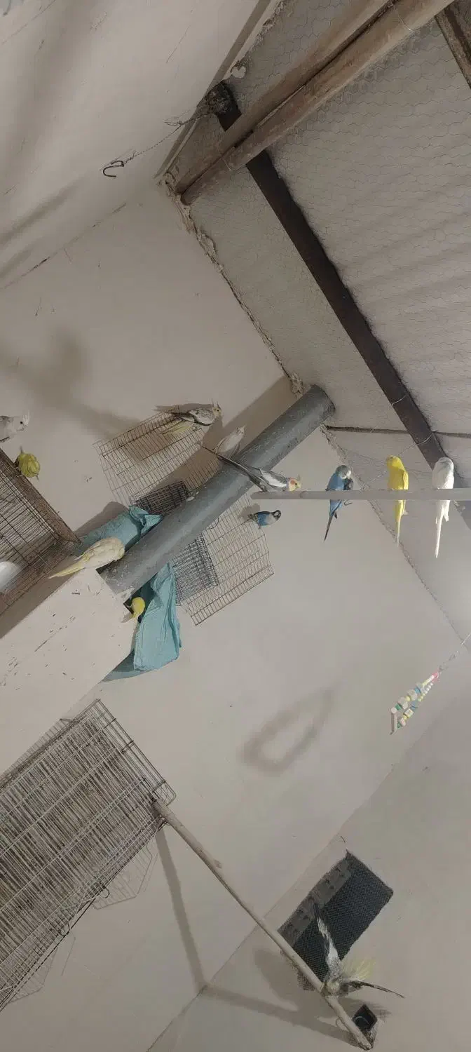 طوطی برزیلی مرغ عشق مولد باتخم وجوجه معاوضه باهرچی|پرنده|کرج, فاز ۵ مهرشهر|دیوار