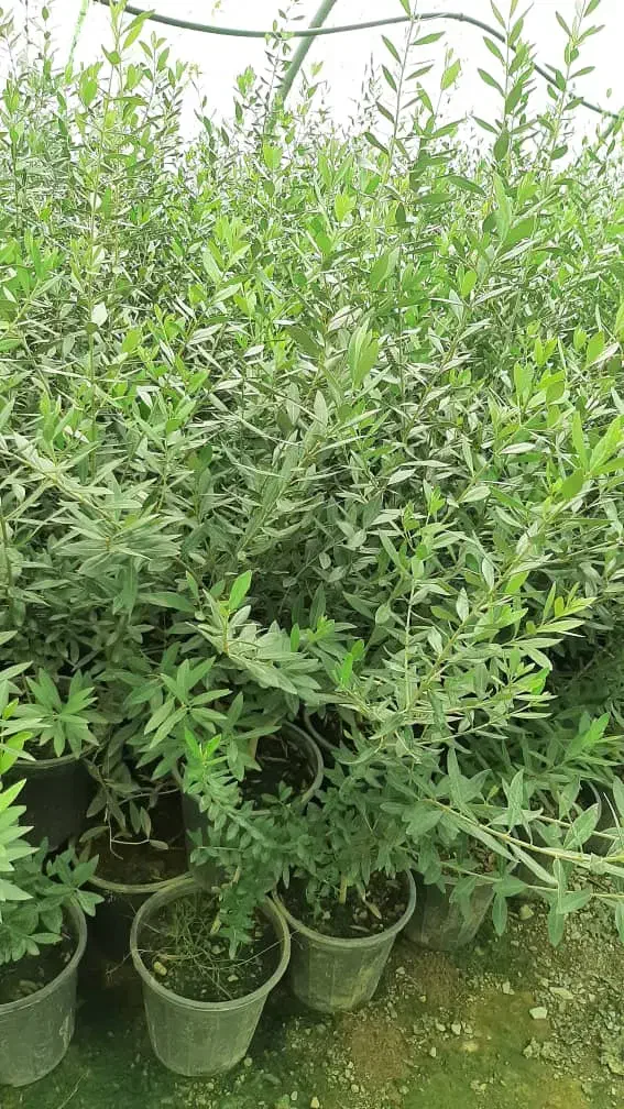 کارگر برای گلخانه نهال فروشی|خدمات باغبانی و درختکاری|قم, آذر (نکویی)|دیوار