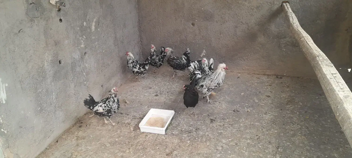 مرغ گلین|حیوانات مزرعه|لاران, |دیوار