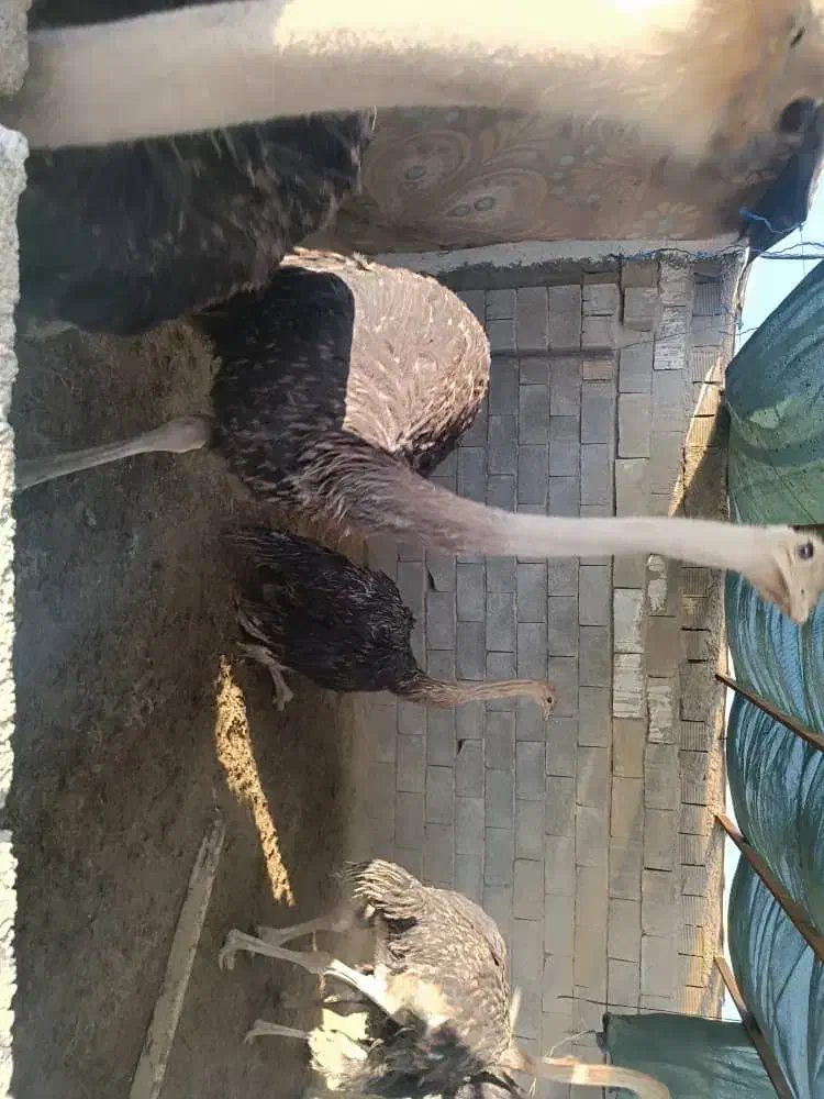 فروش شترمرغ پروار|حیوانات مزرعه|الیگودرز, |دیوار