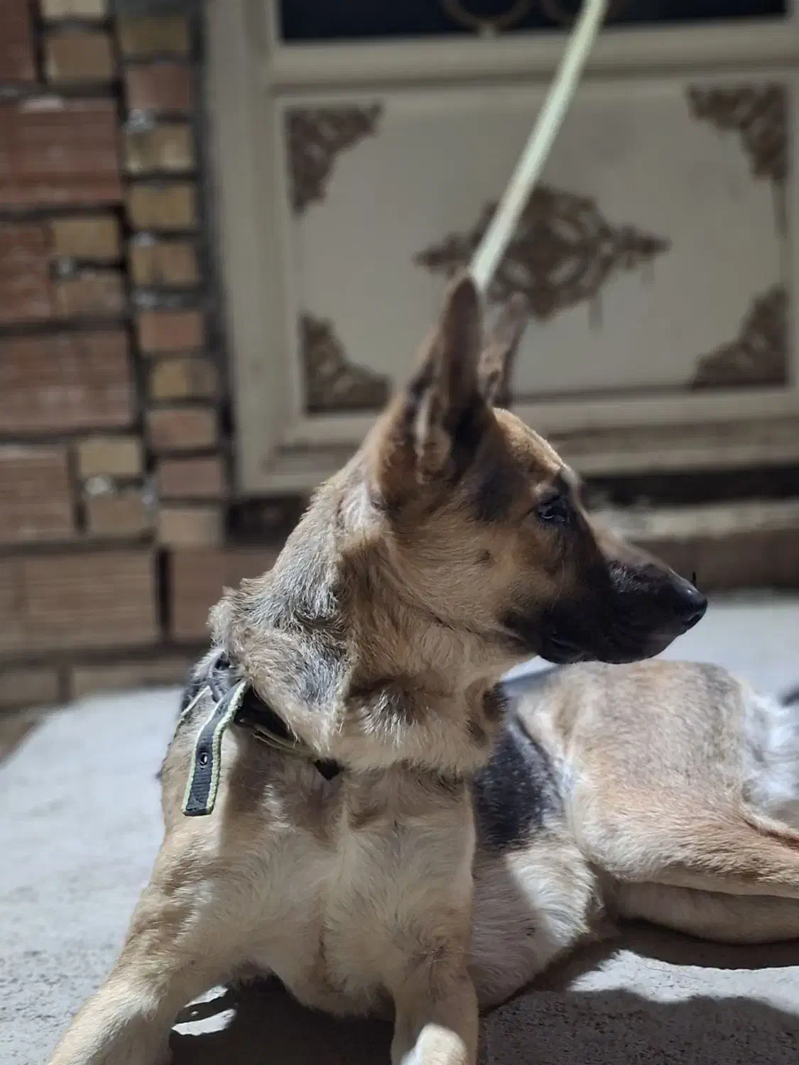 ژرمن شپرد ماده|سگ|انبارآلوم, |دیوار