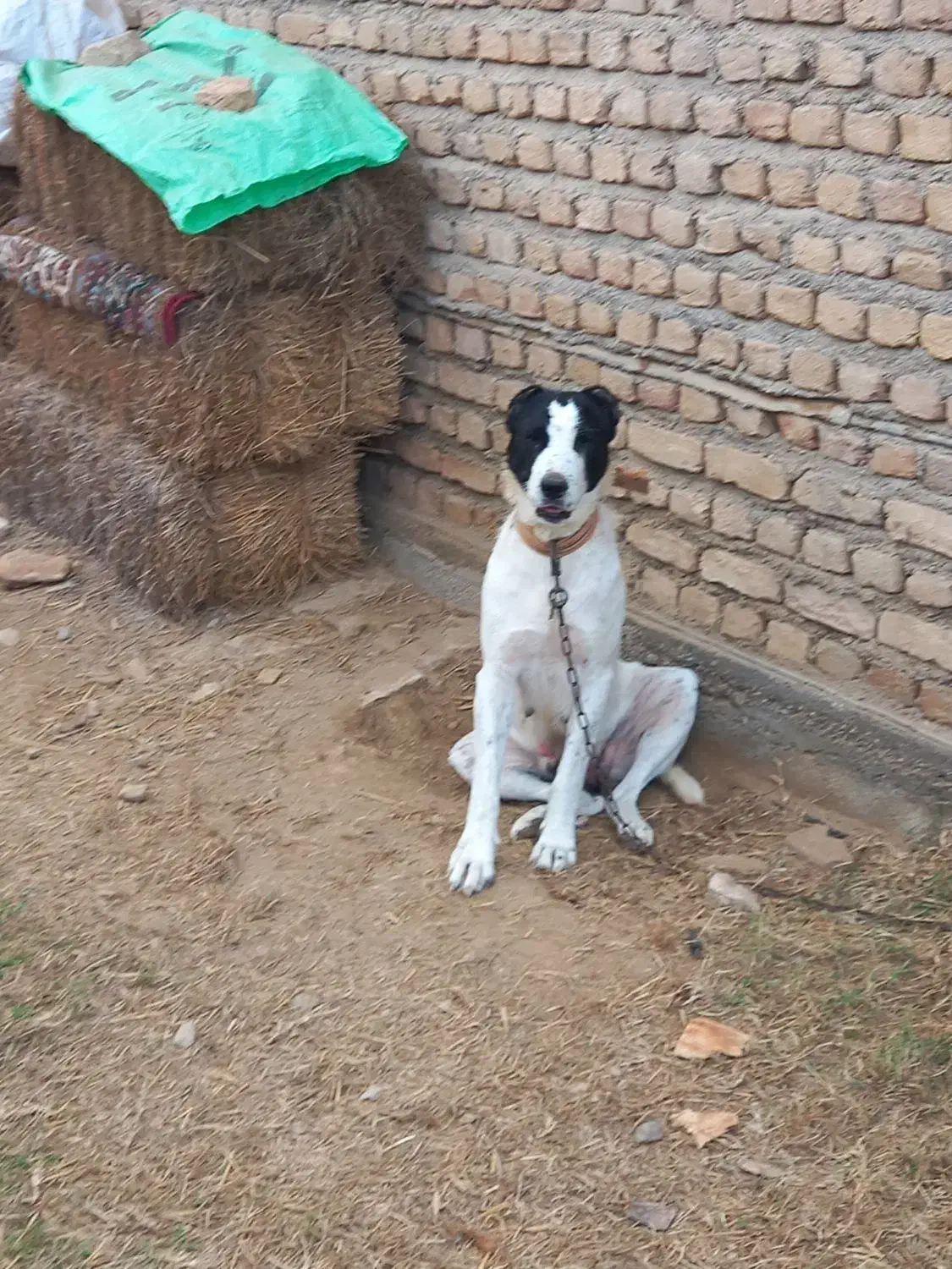 مادسگ|سگ|سیمین شهر, |دیوار