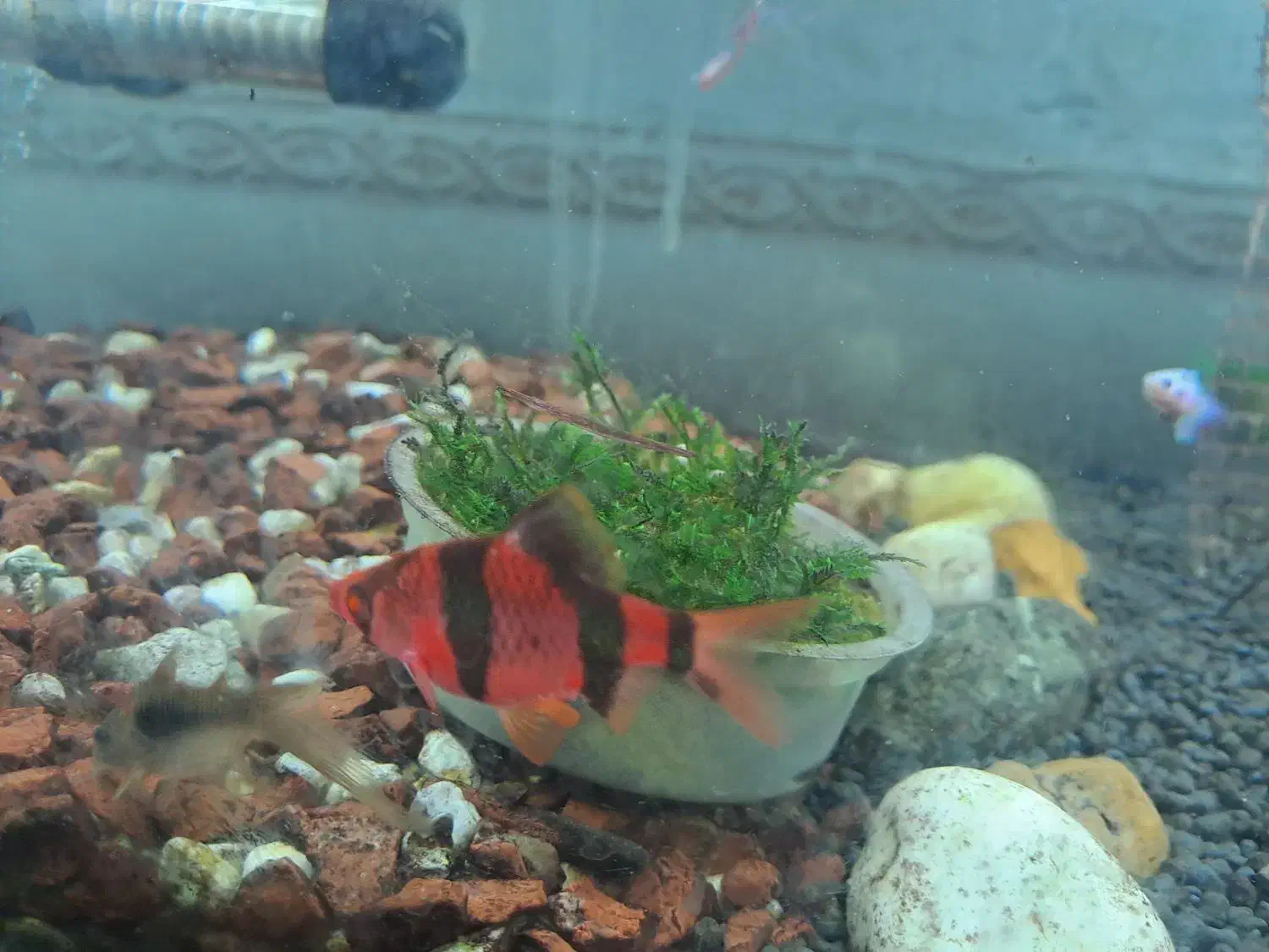 ماهی فایتر|ماهی|کرمانشاه, |دیوار