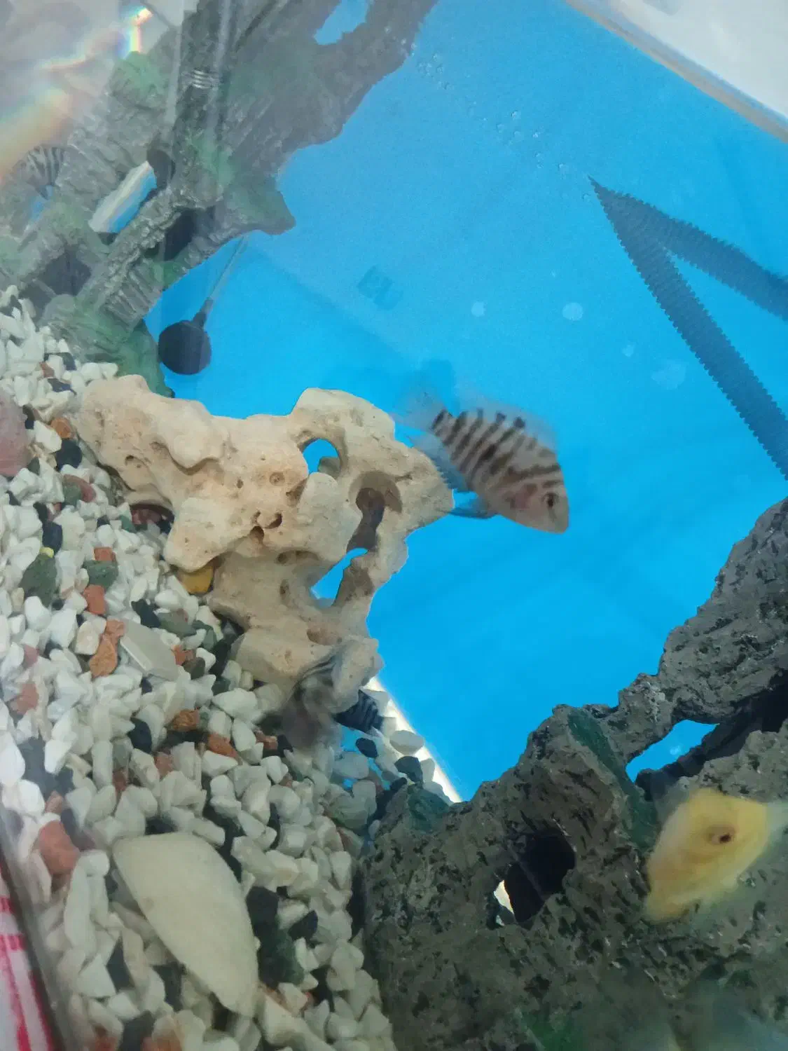 آکواریوم با ماهی و وسایل|ماهی|رباط‌کریم, رباط‌کریم|دیوار