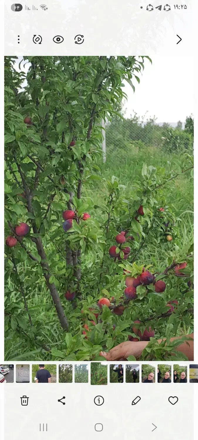 فروش باغ|فروش دفتر صنعتی، کشاورزی، تجاری|شوط, |دیوار