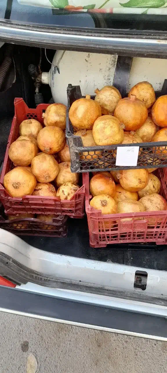 انار تفت|حراج|یزد, |دیوار