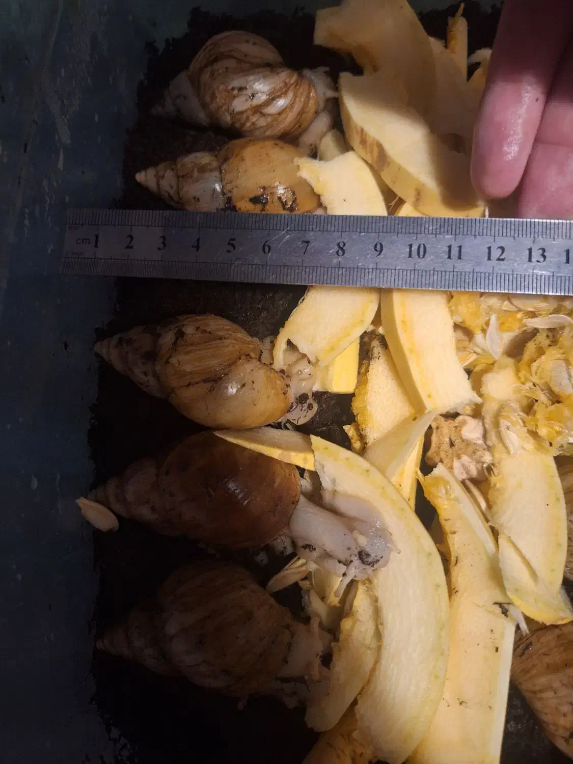 حلزون آماده تخم + مشاوره رایگان|حیوانات مزرعه|قم, زنبیل آباد|دیوار