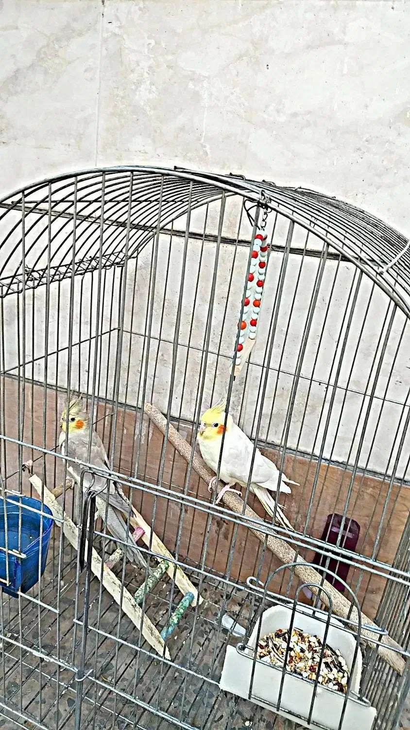 عروس هلندی نر و ماده|پرنده|خرمآباد, |دیوار