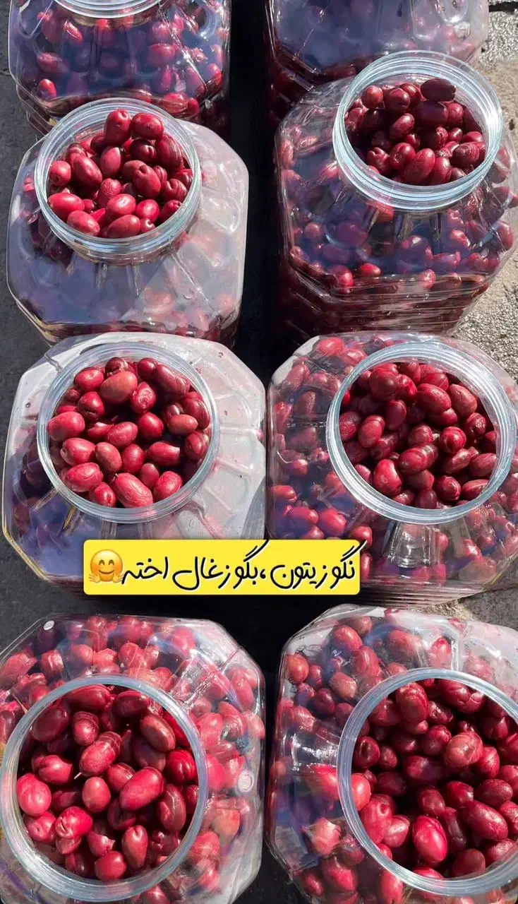 زیتون پیوندی بلوبری و ذغال اخته|خوردنی و آشامیدنی|قم, نیروگاه|دیوار