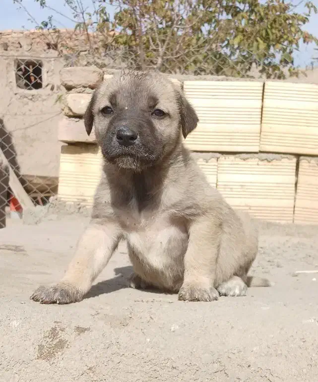 توله نر اصیل سرابی|سگ|سراب, |دیوار