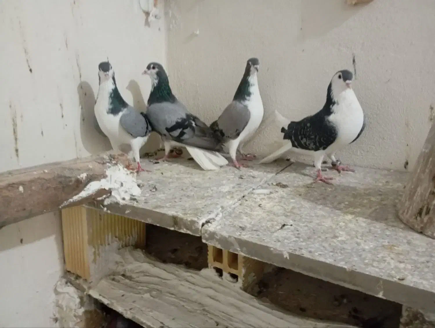 کبوتر|پرنده|خمینی‌شهر, |دیوار