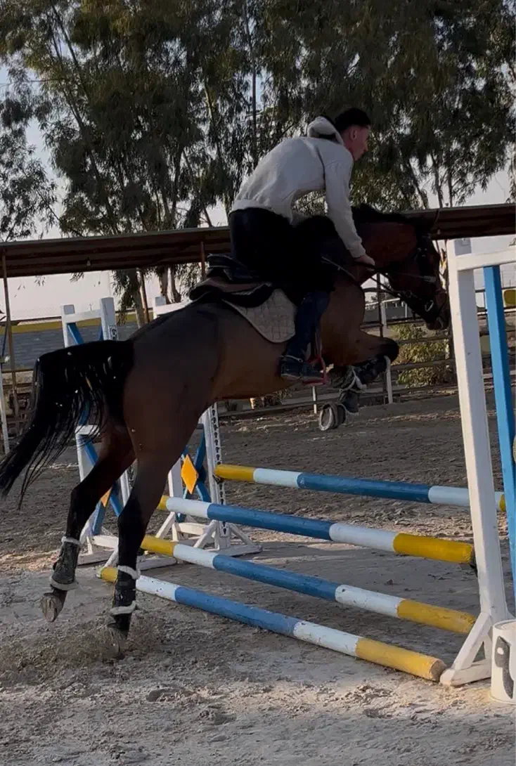 آموزش سوارکاری عکاسی سوارکاری عکاسی با اسب|اسب و تجهیزات اسبسواری|قم, الغدیر|دیوار