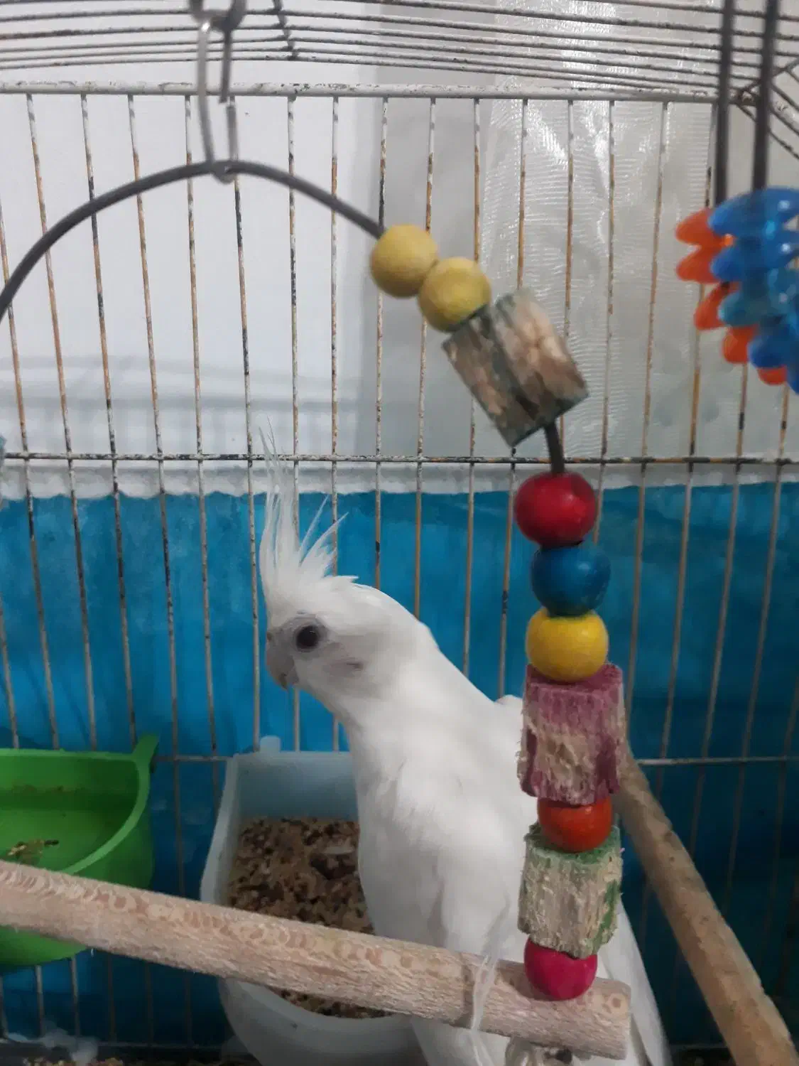 طوطی البینو تمام سفید|پرنده|رشت, آب آسیاب|دیوار