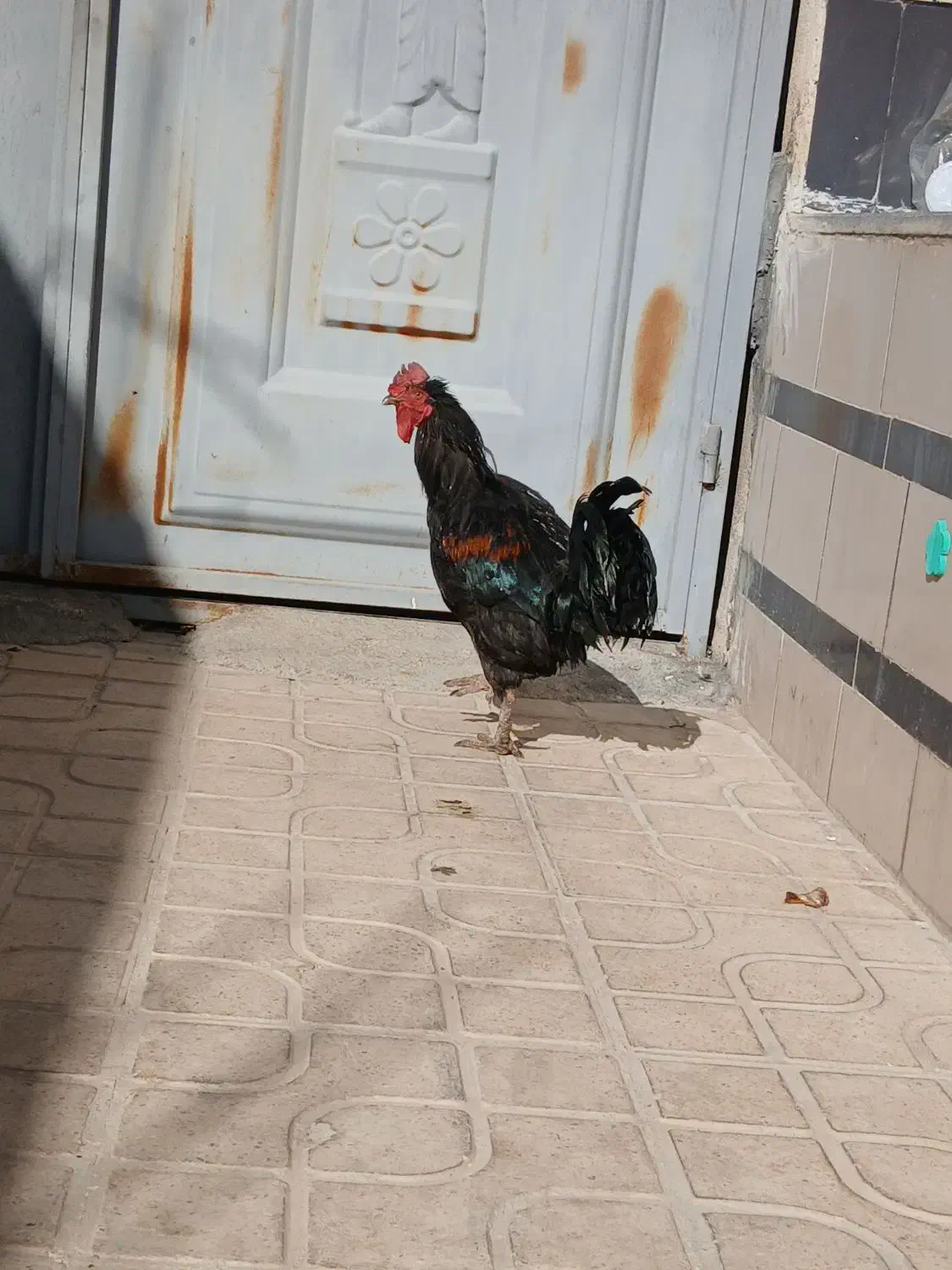 خروس|حیوانات مزرعه|مرودشت, شهرک مهدیه|دیوار