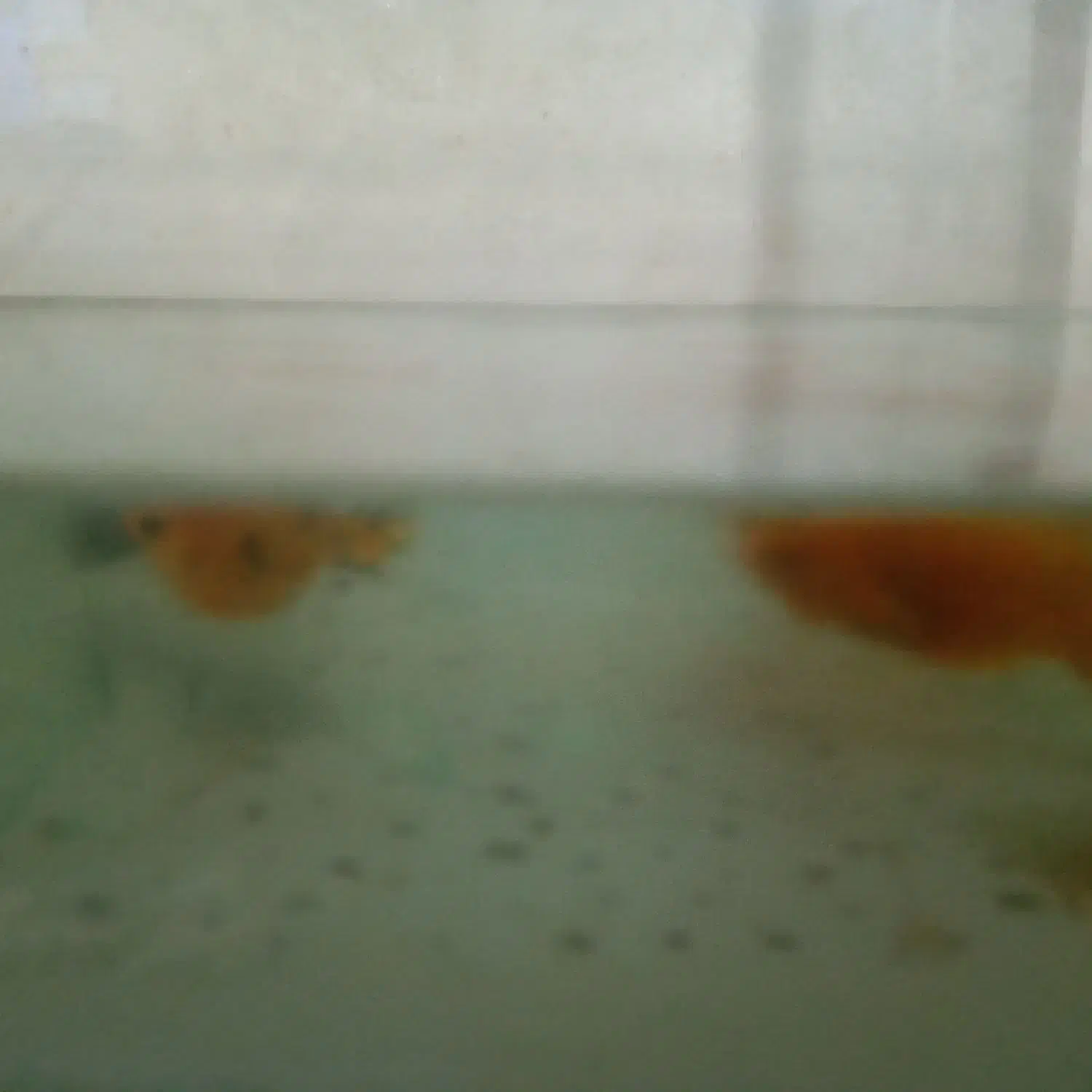 ماهی همراه آکواریم|ماهی|مسجد سلیمان, |دیوار