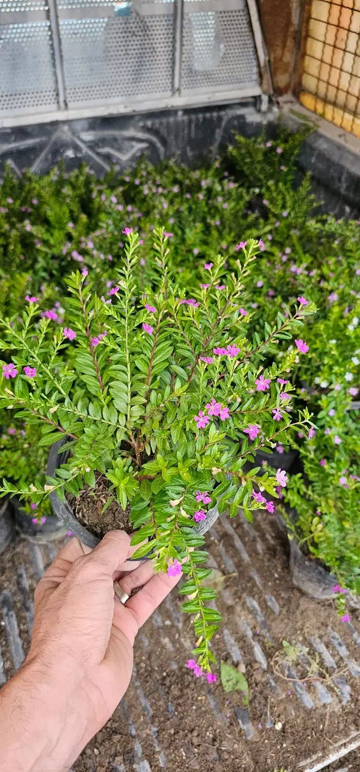 شمشاد فرانسوی مرجان درجه ۱|گل و گیاه طبیعی|نوشهر, |دیوار