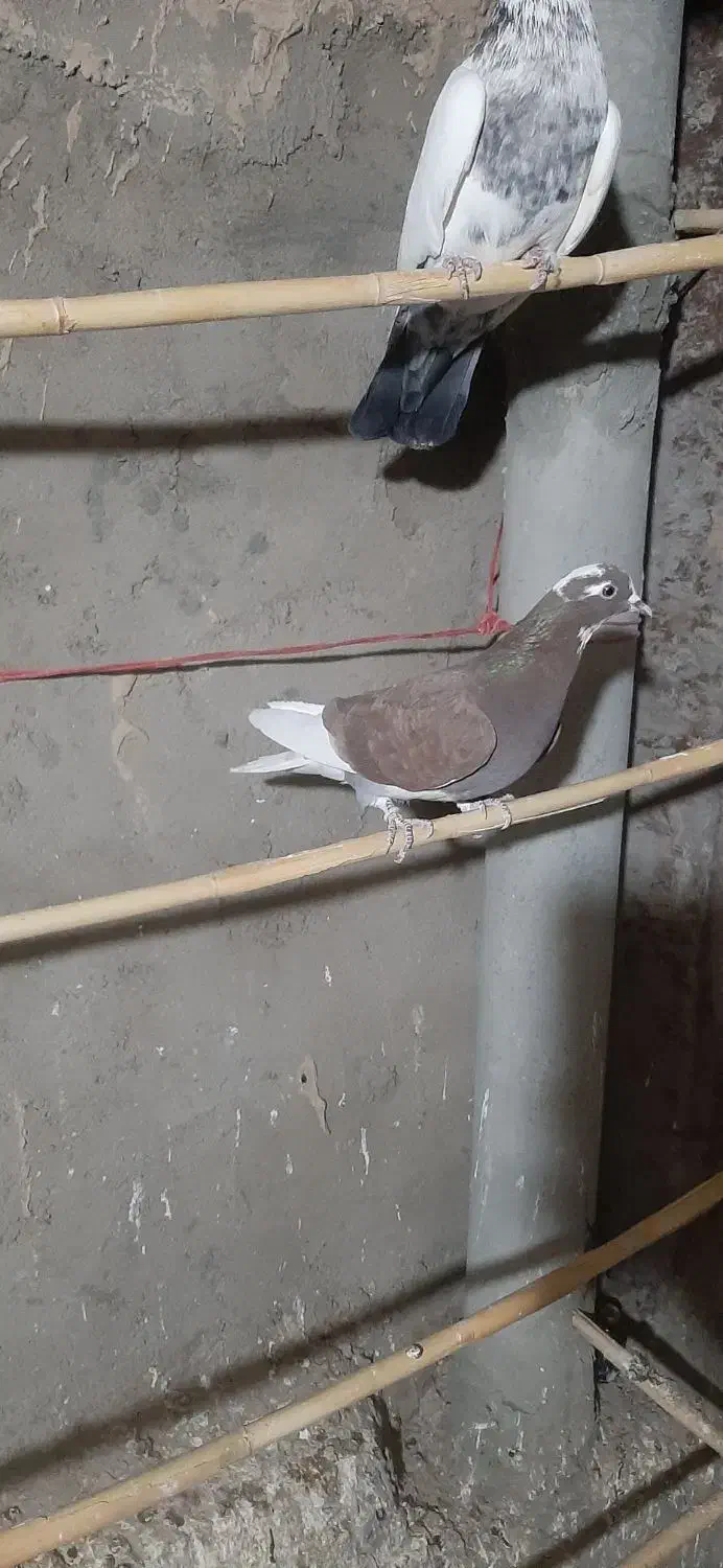 ۱۰ عدد کبوتر|پرنده|آشتیان, |دیوار