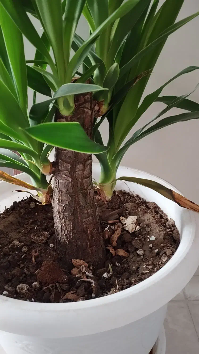 گل با گلدان|گل و گیاه طبیعی|پردیس, فاز ۸|دیوار