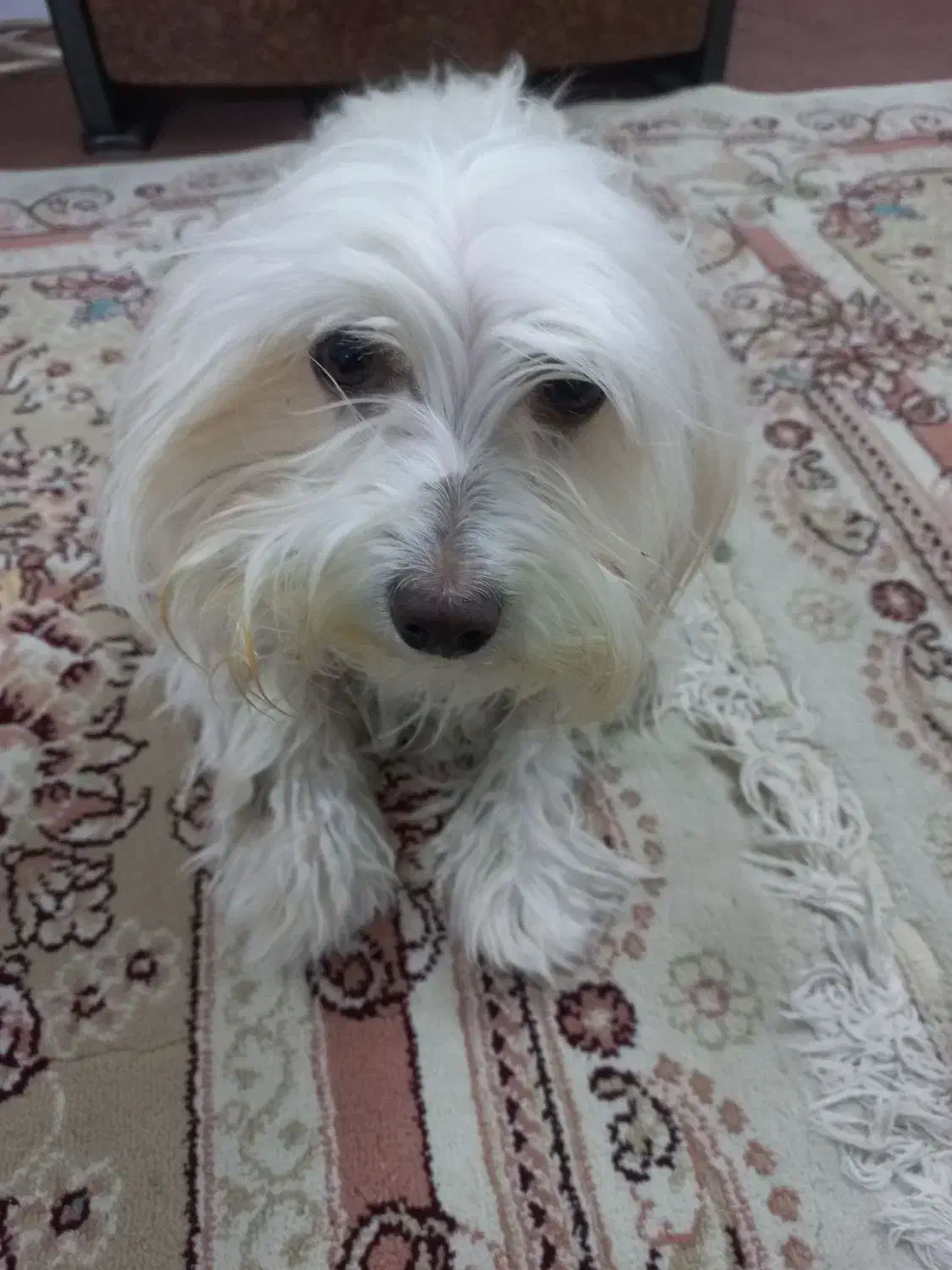 شیتزوتریر|سگ|شاندیز, |دیوار