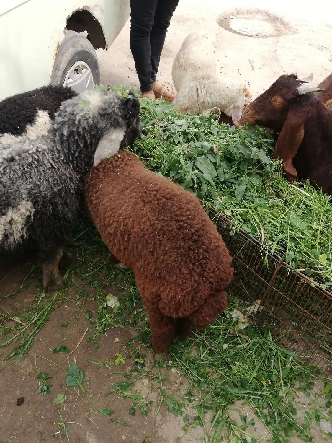 بره و بز|حیوانات مزرعه|اهواز, منازل کارون|دیوار