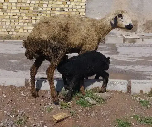 میش جوان با بره نر|حیوانات مزرعه|قزوین, |دیوار