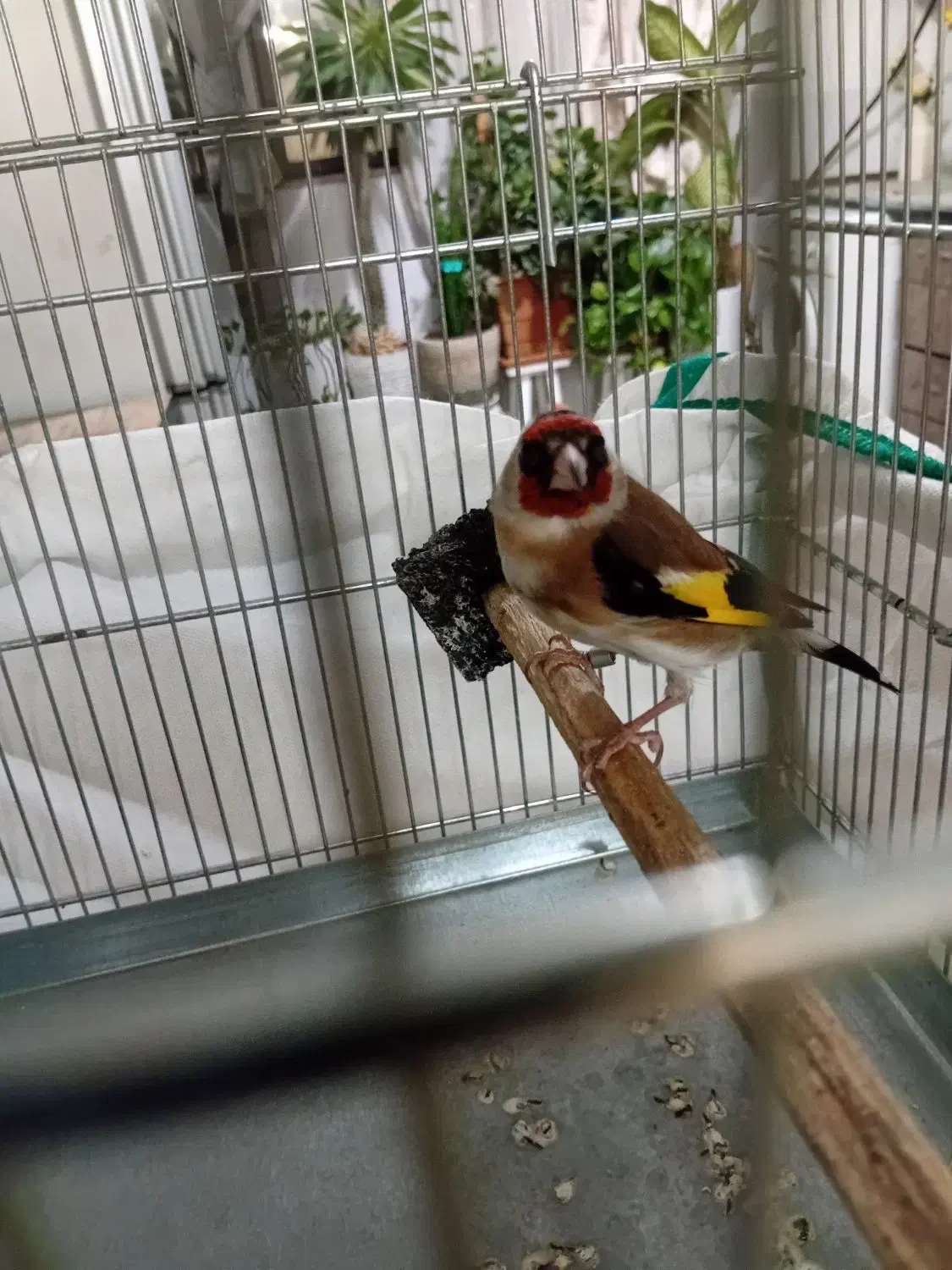 سهره نرجوجه قفس|پرنده|پاکدشت, پاکدشت (مامازند)|دیوار